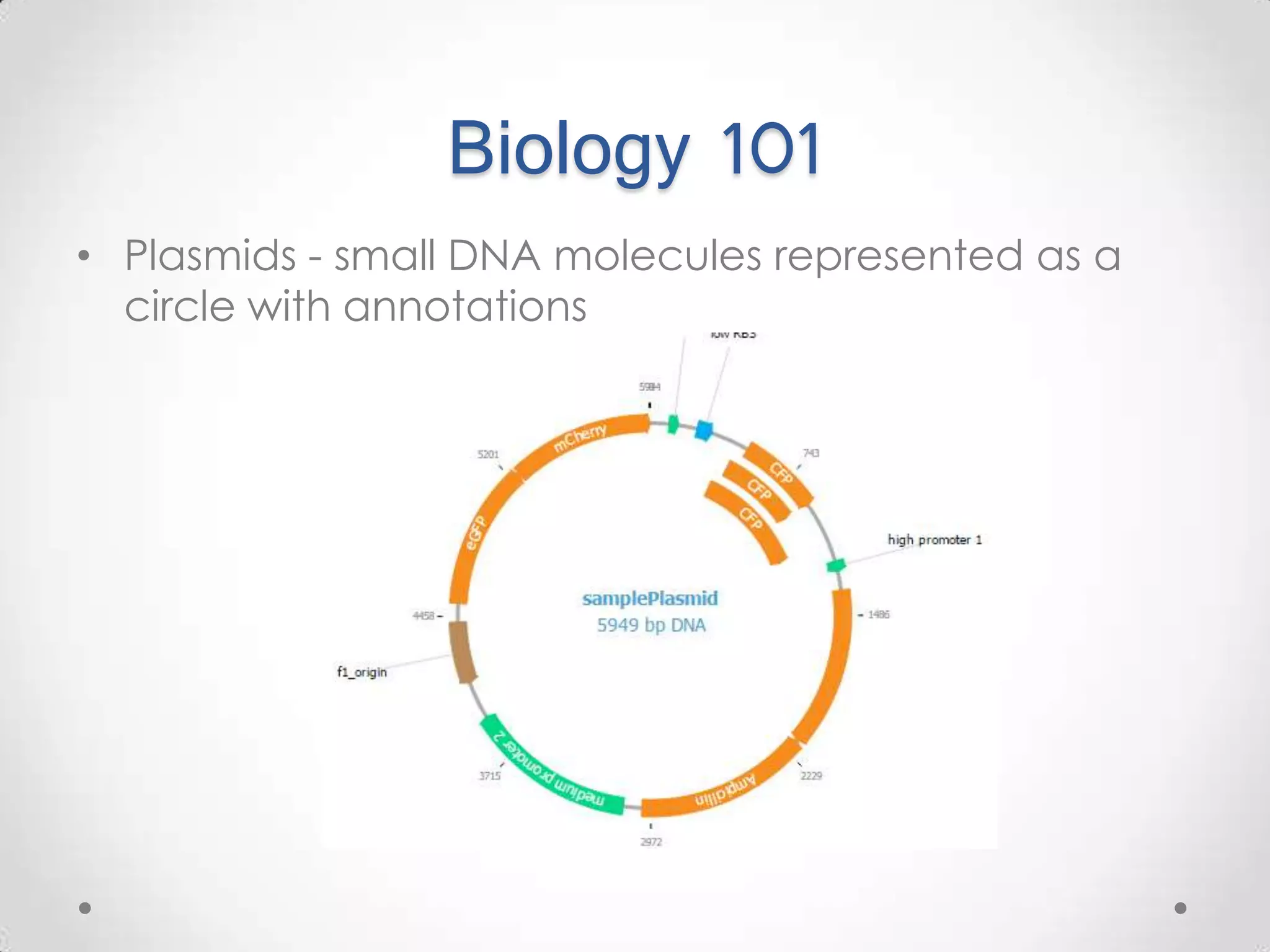 Biology 101 • Plasmids - small DNA molecules represented as a circle with annotations 