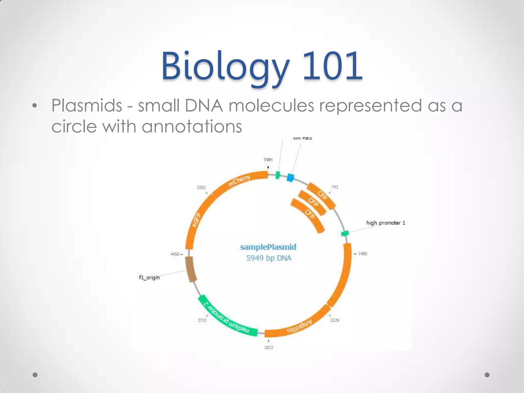Biology 101 • Plasmids - small DNA molecules represented as a circle with annotations 