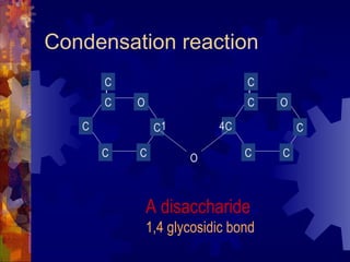 Condensation reaction O A disaccharide 1,4 glycosidic bond 4 1 O C C C C C C O C C C C C C 