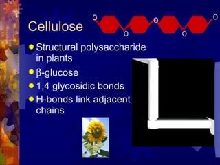 Cellulose Structural polysaccharide in plants  -glucose 1,4 glycosidic bonds H-bonds link adjacent chains O O O O O 
