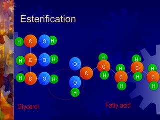 Esterification Glycerol Fatty acid H C H C C H H H H O O O C O O H C H H C H H C H H C H H 