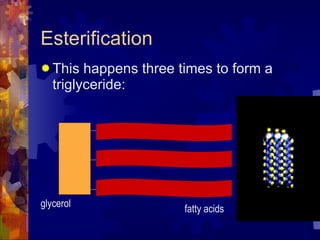 Esterification This happens three times to form a triglyceride: glycerol fatty acids 