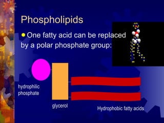 Phospholipids One fatty acid can be replaced  by a polar phosphate group: glycerol Hydrophobic fatty acids hydrophilic phosphate 