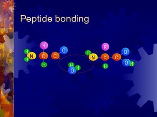 Peptide bonding H C H N C H H O O R H C H N C H H O O R 