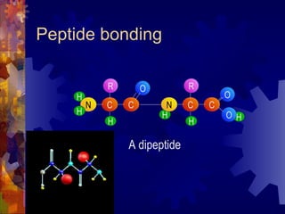 Peptide bonding H C H N C H O O R A dipeptide C H N C H H O R 