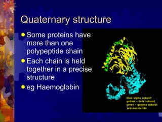 Quaternary structure Some proteins have more than one polypeptide chain Each chain is held together in a precise structure eg Haemoglobin 