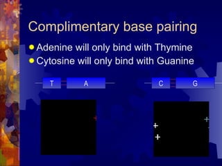 Complimentary base pairing Adenine will only bind with Thymine Cytosine will only bind with Guanine T C G A 