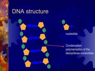 DNA structure nucleotide Condensation  polymerisation of the  deoxyribose nucleotides 
