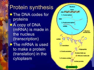 Protein synthesis The DNA codes for proteins A copy of DNA (mRNA) is made in the nucleus (transcription) The mRNA is used to make a protein (translation) in the cytoplasm 