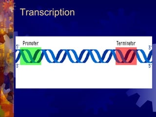 Transcription 