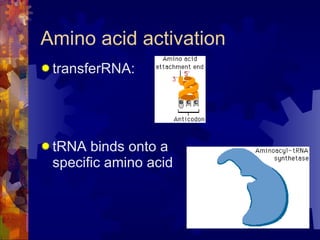 Amino acid activation transferRNA: tRNA binds onto a specific amino acid 