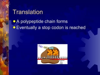 Translation A polypeptide chain forms Eventually a stop codon is reached 
