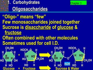 1. Carbohydrates                      Chapter 3   11

      Oligosaccharides
 “Oligo-” means “few”
 Few monosaccharides joined together
 Sucrose is disaccharide of glucose &
  fructose
 Often combined with other molecules
 Sometimes used for cell I.D.
   CH2OH                         CH2OH  HOCH2     H
             HOCH2 O H                        O
 H    OH                       H    OH
   H       +    H HO             H         H HO
   OH H               CH2OH      OH H  O
HO       OH HO                HO                  CH2OH
   H HO        HO   H            H HO HOH HO    H
 Glucose + Fructose              Sucrose & Water
 