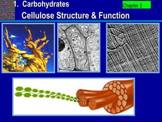 1. Carbohydrates             Chapter 3   15

  Cellulose Structure & Function
 
