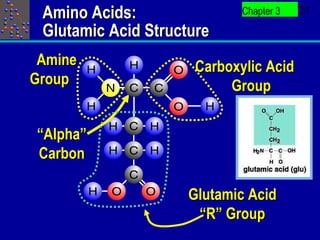 Amino Acids:               Chapter 3   31

 Glutamic Acid Structure
 Amine               Carboxylic Acid
Group                     Group


“Alpha”
Carbon

                     Glutamic Acid
                      “R” Group
 