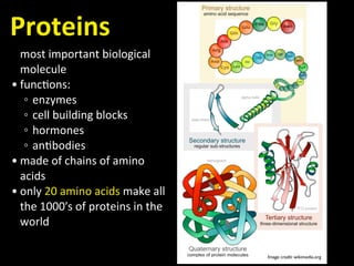 Biological Molecules | PDF