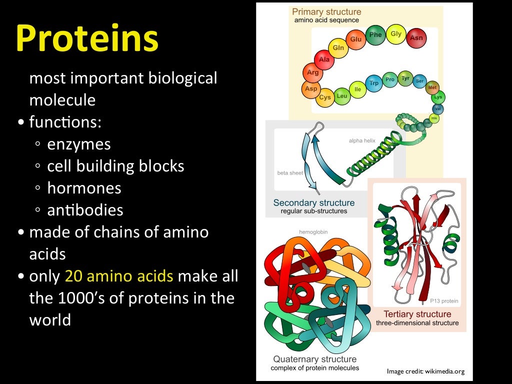 Free Science Lessons Biological Molecules