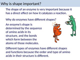 Why is shape important?
The shape of an enzyme is very important because it
has a direct effect on how it catalyzes a reaction.
An enzyme’s shape is
determined by the sequence
of amino acids in its
structure, and the bonds
which form between the
atoms of those molecules.
Why do enzymes have different shapes?
Different types of enzymes have different shapes
and functions because the order and type of amino
acids in their structure is different.
 