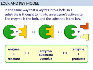 LOCK AND KEY MODEL
In the same way that a key fits into a lock, so a
substrate is thought to fit into an enzyme’s active site.
The enzyme is the lock, and the substrate is the key.
enzyme
reactant
+
enzyme-
substrate
complex
↔
products
enzyme
+
↔
+ ↔ ↔ +
 