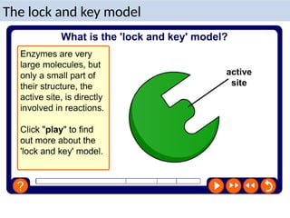 The lock and key model
 