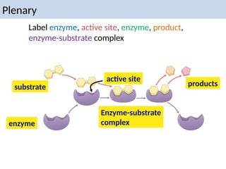 Plenary
substrate
enzyme
products
active site
Label enzyme, active site, enzyme, product,
enzyme-substrate complex
Enzyme-substrate
complex
 