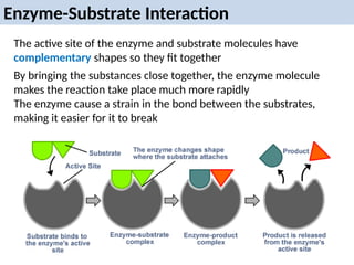 Enzyme-Substrate Interaction
The active site of the enzyme and substrate molecules have
complementary shapes so they fit together
By bringing the substances close together, the enzyme molecule
makes the reaction take place much more rapidly
The enzyme cause a strain in the bond between the substrates,
making it easier for it to break
 
