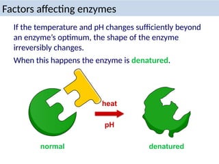 Factors affecting enzymes
If the temperature and pH changes sufficiently beyond
an enzyme’s optimum, the shape of the enzyme
irreversibly changes.
normal denatured
heat
pH
When this happens the enzyme is denatured.
 