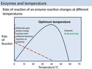 Rate
Of
Reaction
Temperature/o
C
0 10 20 30 40 50 60 70
Optimum temperature
Enzyme
is denaturing
Rate of reaction of an enzyme reaction changes at different
temperatures
Molecules gain
kinetic energy
causing more
collisions between
enzymes an
substrate
Enzymes and temperature
 
