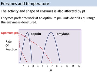 Enzymes prefer to work at an optimum pH. Outside of its pH range
the enzyme is denatured.
Rate
Of
Reaction
pH
1 2 3 4 5 6 7 8 9 10 11 12
pepsin amylase
The activity and shape of enzymes is also affected by pH
Optimum pH
Enzymes and temperature
 