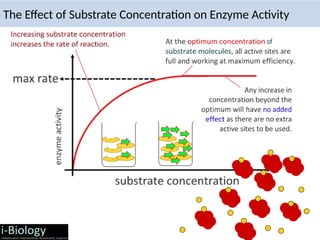 The Effect of Substrate Concentration on Enzyme Activity
 
