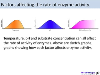 Temperature, pH and substrate concentration can all affect
the rate of activity of enzymes. Above are sketch graphs
graphs showing how each factor affects enzyme activity.
Factors affecting the rate of enzyme activity
 