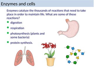 Enzymes and cells
Enzymes catalyze the thousands of reactions that need to take
place in order to maintain life. What are some of these
reactions?
 digestion
 respiration
 photosynthesis (plants and
some bacteria)
 protein synthesis.
 