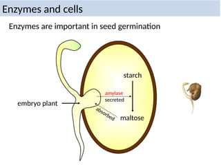 Enzymes are important in seed germination
starch
embryo plant
amylase
secreted
maltose
absorbed
Enzymes and cells
 