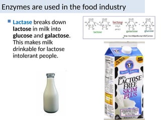 Enzymes are used in the food industry
 Lactase breaks down
lactose in milk into
glucose and galactose.
This makes milk
drinkable for lactose
intolerant people.
 