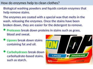 How do enzymes help to clean clothes?
The enzymes are coated with a special wax that melts in the
wash, releasing the enzymes. Once the stains have been
broken down, they are easier for the detergent to remove.
Biological washing powders and liquids contain enzymes that
help remove stains.
Proteases break down proteins in stains such as grass,
blood and sweat.
Lipases break down stains
containing fat and oil.
Carbohydrases break down
carbohydrate-based stains,
such as starch.
 