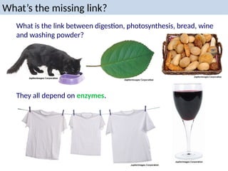 What’s the missing link?
What is the link between digestion, photosynthesis, bread, wine
and washing powder?
They all depend on enzymes.
 