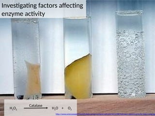 H2O2
Catalase
H2O + O2
http://www.scienceexperimentsforkids.us/wp-content/uploads/2011/08/hydrogen-experiments-for-kids-3-img.jpg
Investigating factors affecting
enzyme activity
 