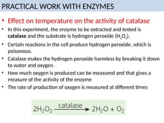 PRACTICAL WORK WITH ENZYMES
• Effect on temperature on the activity of catalase
• In this experiment, the enzyme to be extracted and tested is
catalase and the substrate is hydrogen peroxide (H2O2).
• Certain reactions in the cell produce hydrogen peroxide, which is
poisonous.
• Catalase makes the hydrogen peroxide harmless by breaking it down
to water and oxygen.
• How much oxygen is produced can be measured and that gives a
measure of the activity of the enzyme
• The rate of production of oxygen is measured at different times
 