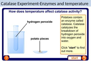 Catalase Experiment-Enzymes and temperature
 