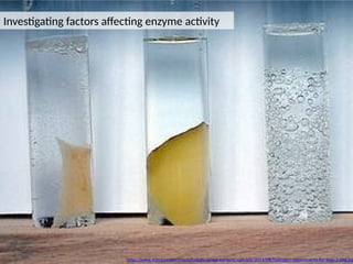 http://www.scienceexperimentsforkids.us/wp-content/uploads/2011/08/hydrogen-experiments-for-kids-3-img.jpg
Investigating factors affecting enzyme activity
 
