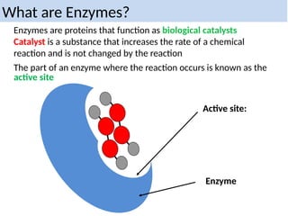 The part of an enzyme where the reaction occurs is known as the
active site
Active site:
Enzyme
What are Enzymes?
Enzymes are proteins that function as biological catalysts
Catalyst is a substance that increases the rate of a chemical
reaction and is not changed by the reaction
 