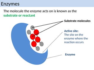 The molecule the enzyme acts on is known as the
substrate or reactant
Active site:
The site on the
enzyme where the
reaction occurs
Enzyme
Substrate molecules
Enzymes
 