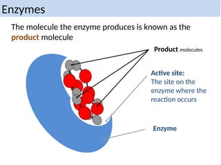The molecule the enzyme produces is known as the
product molecule
Active site:
The site on the
enzyme where the
reaction occurs
Enzyme
Product molecules
Enzymes
 