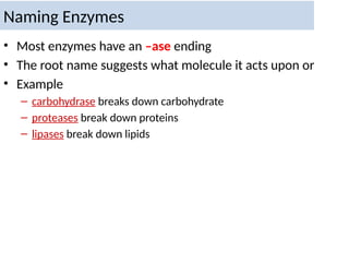 Naming Enzymes
• Most enzymes have an –ase ending
• The root name suggests what molecule it acts upon or
• Example
– carbohydrase breaks down carbohydrate
– proteases break down proteins
– lipases break down lipids
 