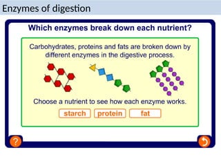 Enzymes of digestion
 