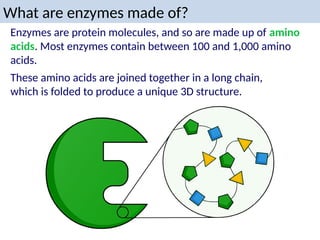 What are enzymes made of?
Enzymes are protein molecules, and so are made up of amino
acids. Most enzymes contain between 100 and 1,000 amino
acids.
These amino acids are joined together in a long chain,
which is folded to produce a unique 3D structure.
 