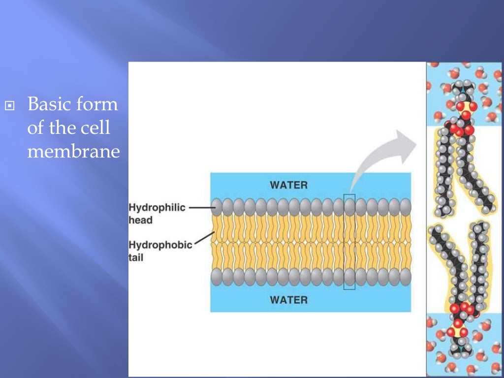 Biological molecules (Carbohydrates and Lipids) water and Proteins Re…