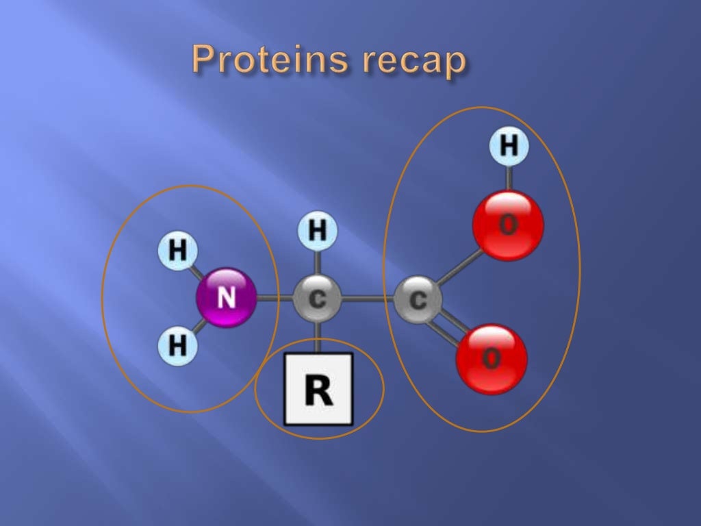 Biological molecules (Carbohydrates and Lipids) water and Proteins Re…