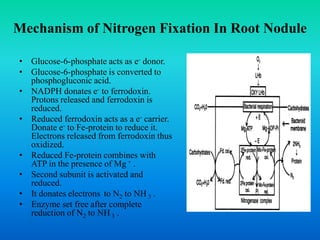 Biological nitrogen fixation | PDF