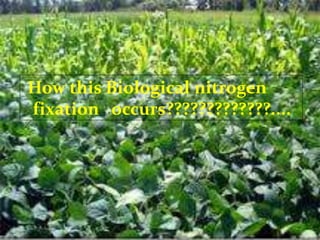 The role of biological nitrogen fixation in land reclamation, agro
ecology and sustainability of tropical agriculture
Fran...